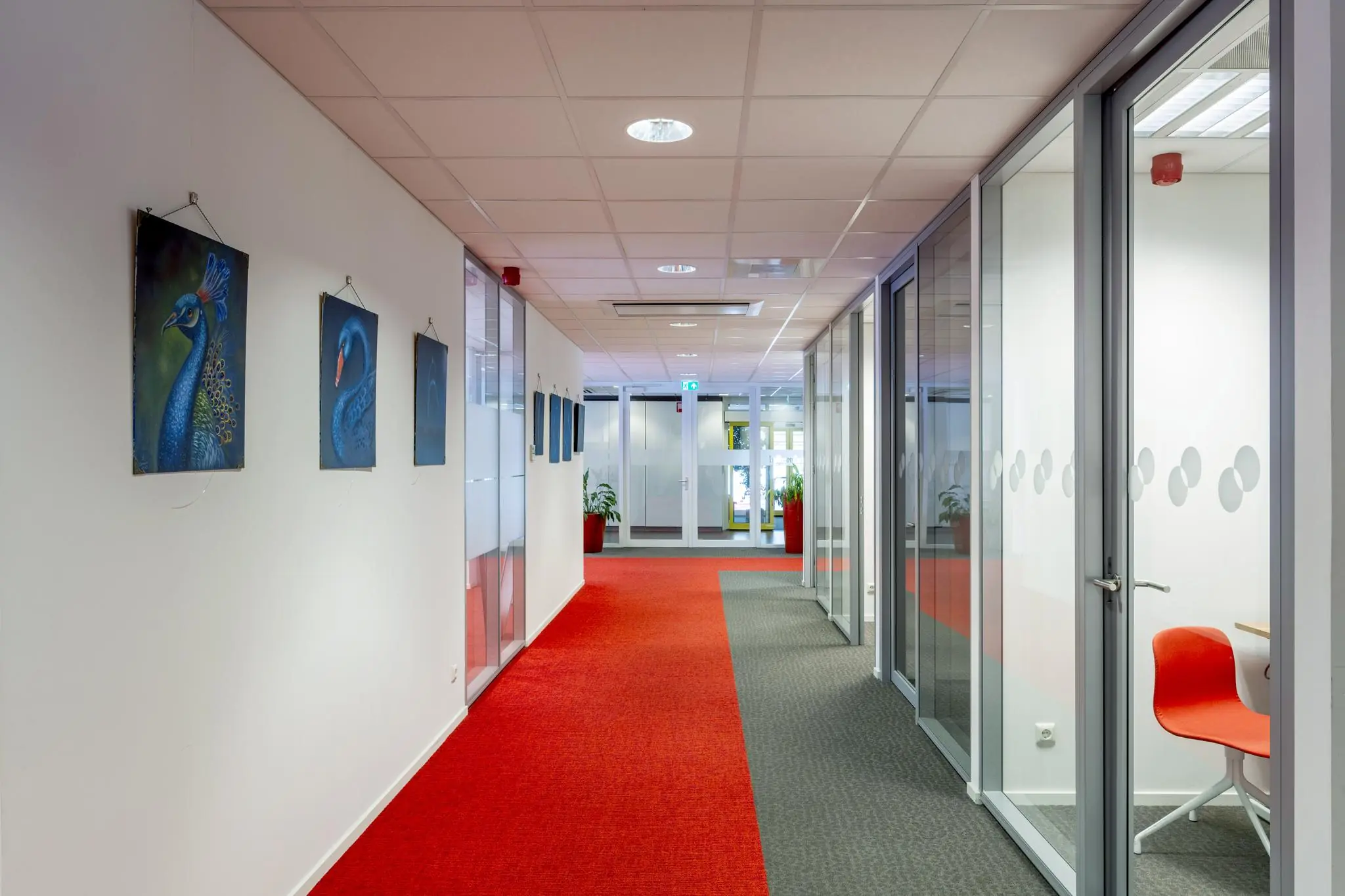 Modern kantoorinterieur aan de Jan Tooropstraat met glazen vergaderruimtes, rode tapijttegels en kunstwerken van vogels aan de muur.